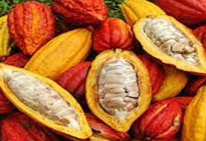 Kulit Buah Kakao sebagai Pakan Penurun Kolesterol Daging
